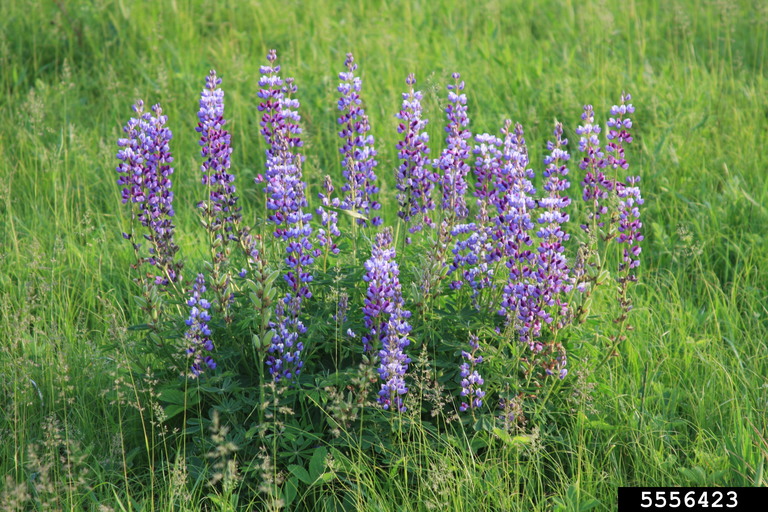 A large stand of perennial lupine growing in a grassy meadow, featuring tall spikes of purple and lavender flowers. The plants form a dense, colorful cluster against a backdrop of bright green grass.